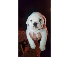 3 males English Bulldog puppies $1900 - 5