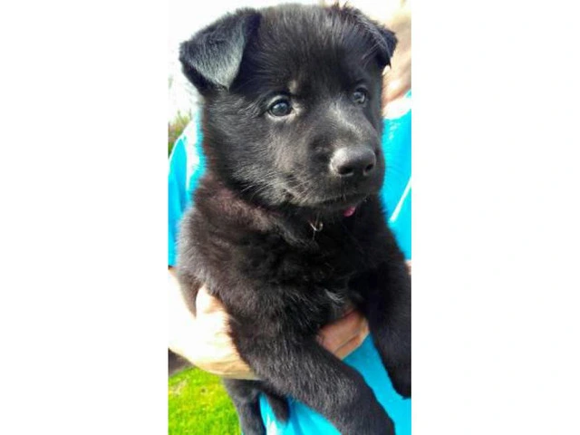 Excellent German bloodline AKC registered shepherd puppies