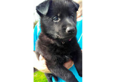 Excellent German bloodline AKC registered shepherd puppies