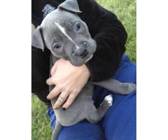 12 week old male blue nose pitbulll $800