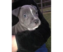 12 week old male blue nose pitbulll $800 - 2