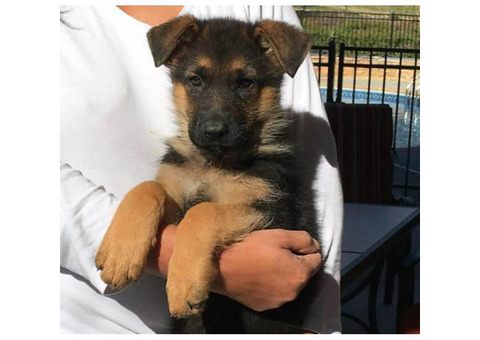Beautiful Red and black AKC puppies