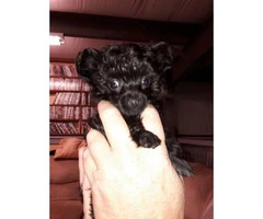 7 weeks old poodle yorkie puppies - $800 - 2