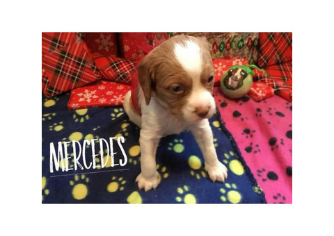 AKC Brittany Puppies  $600 each