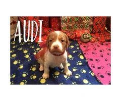 AKC Brittany Puppies  $600 each - 2