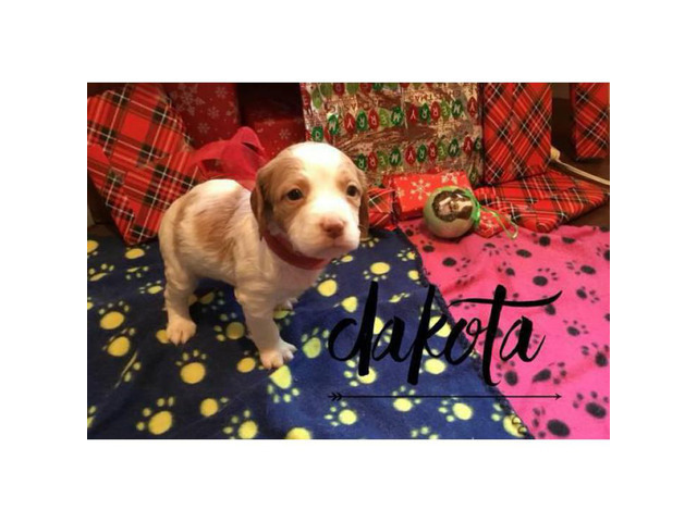 AKC Brittany Puppies $600 each in Springfield, Colorado ...