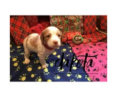 AKC Brittany Puppies  $600 each - 3