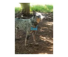3 purebred heeler puppies for sale - 6