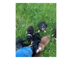 15 Tri Color Australian Shepherd puppies to be rehomed - 2