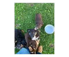 15 Tri Color Australian Shepherd puppies to be rehomed - 3