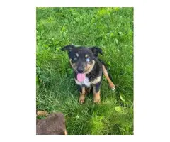 15 Tri Color Australian Shepherd puppies to be rehomed - 5