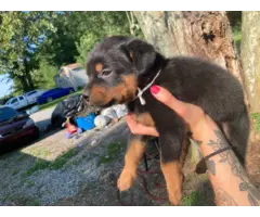 AKC Rottweiler puppies for sale - 2