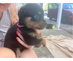 AKC Rottweiler puppies for sale - 3