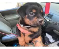 AKC Rottweiler puppies for sale - 4