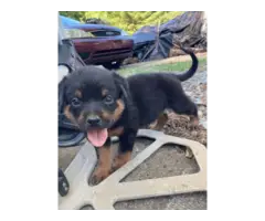 AKC Rottweiler puppies for sale - 7