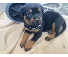 AKC Rottweiler puppies for sale - 8