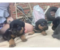 AKC Rottweiler puppies for sale - 9