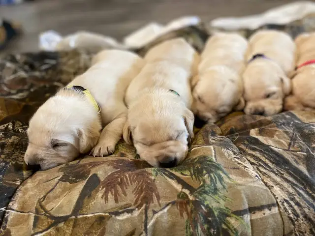 AKC white and yellow Lab puppies for sale - 2/12