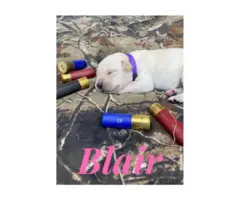 AKC white and yellow Lab puppies for sale - 9