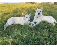 Stunning white German shepherd pups for sale - 3