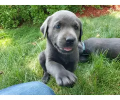 Charcoal Lab Puppies for Sale - 1