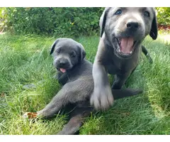 Charcoal Lab Puppies for Sale - 2