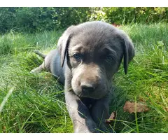 Charcoal Lab Puppies for Sale - 3