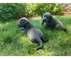 Charcoal Lab Puppies for Sale - 4