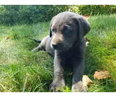 Charcoal Lab Puppies for Sale - 5
