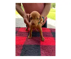 Male and female Viszla puppies for sale