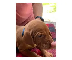Male and female Viszla puppies for sale - 3