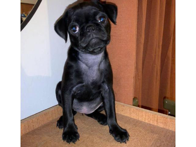 2 month old black pug puppy for sale Phoenix - Puppies for Sale Near Me