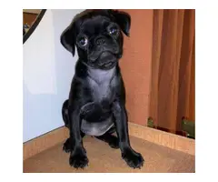 2 month old black pug puppy for sale - 1
