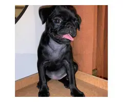 2 month old black pug puppy for sale - 2