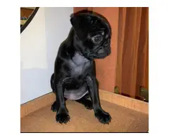 2 month old black pug puppy for sale - 3