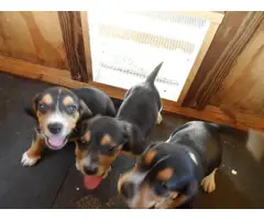 Three male Beagle puppies looking for a new home