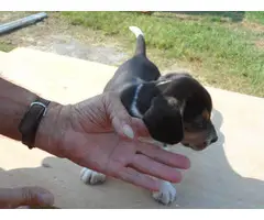 Three male Beagle puppies looking for a new home - 2