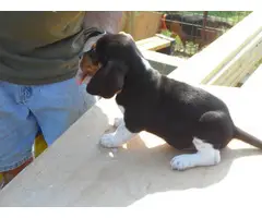 Three male Beagle puppies looking for a new home - 3