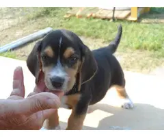 Three male Beagle puppies looking for a new home - 4