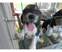 Three male Beagle puppies looking for a new home - 6