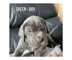 Beautiful Blue Cane Corso Pups! - 3