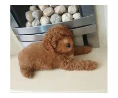 4 gorgeous poodle  puppies available