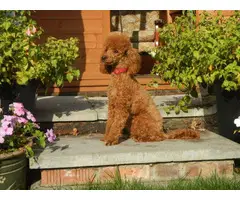 4 gorgeous poodle  puppies available - 3