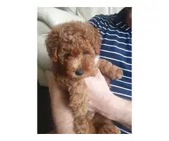 4 gorgeous poodle  puppies available - 4