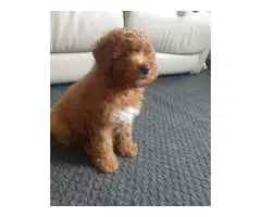 4 gorgeous poodle  puppies available - 5