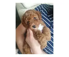 4 gorgeous poodle  puppies available - 6