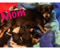 Cuteness overload Malchi Puppies for sale