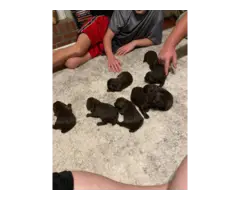 Full blooded Boykin puppies for sale - 2