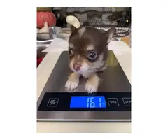 3 long-haired Chihuahua Puppies for sale
