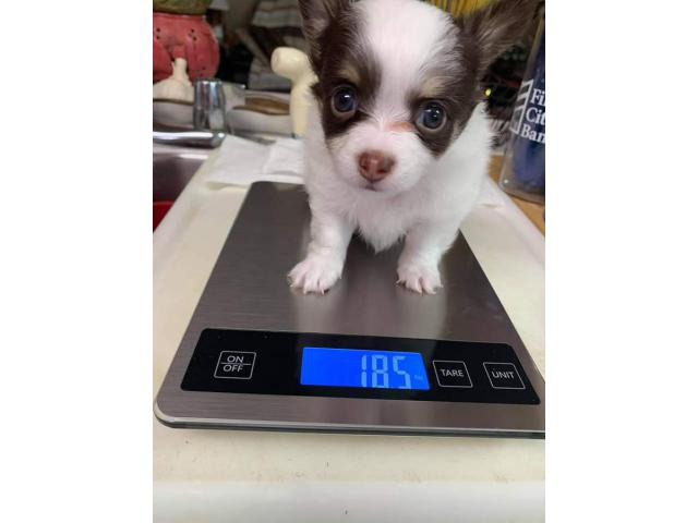 3 longhaired Chihuahua Puppies for sale in New Bern